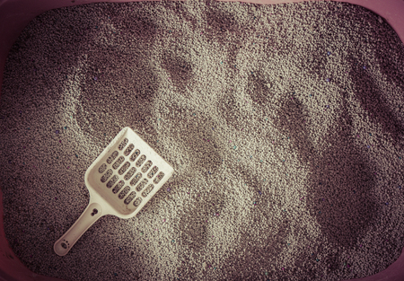 toilet cat Cleaning sand catの写真素材