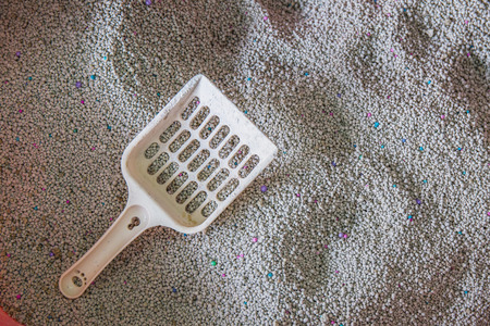 toilet cat Cleaning sand catの写真素材