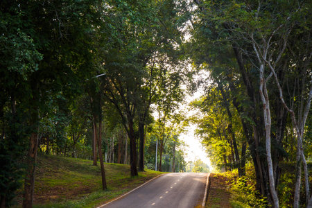 forest road trees along at the country side