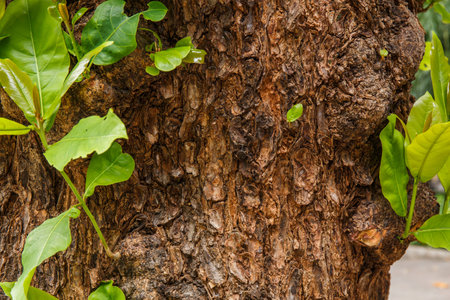 Closeup of tree trunk details with green leaf backgroundの写真素材