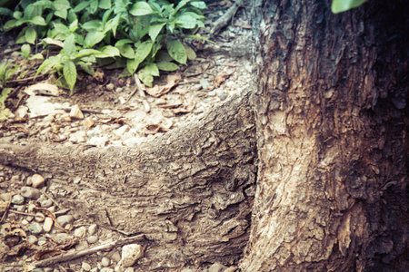 Closeup of tree trunk details with green leaf backgroundの写真素材