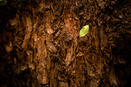 Closeup of tree trunk details with green leafの写真素材