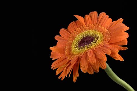 Close-up of Gerbera Daisy isolated on blackの写真素材