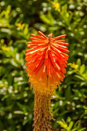 Red Hot Poker, Torch Lily, Tritomaの写真素材