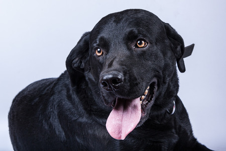 Black Labrador isoltaed on whiteの写真素材