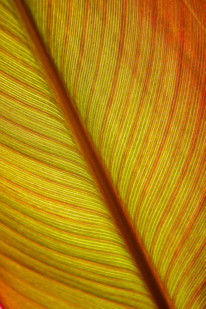 Read plant leaf
