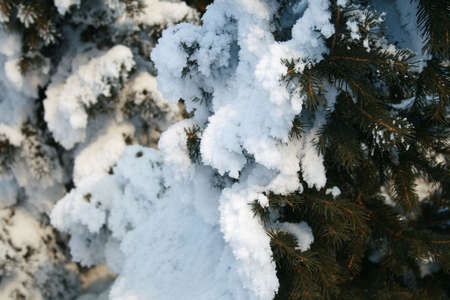 Snow-covered fir brunch. Please see some similar pictures from my portfolio: