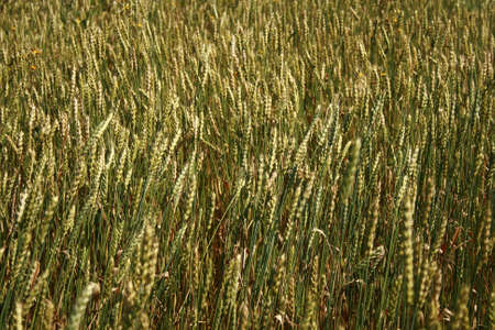 Wheaten spikes. Please see some similar pictures from my portfolio: