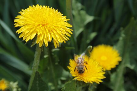 The bee gathering pollen on the yellow dandelion