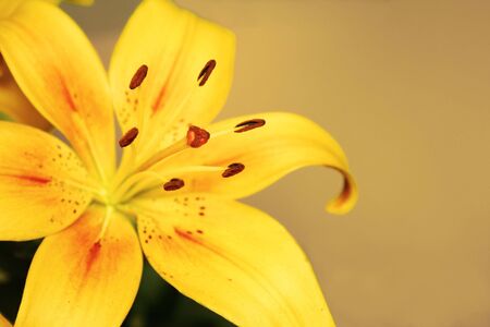 Excellent yellow flower is lily against the yellow background