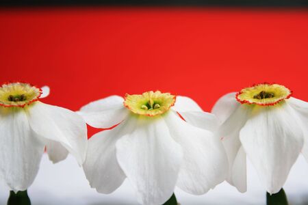 Close-up view to the narcissus on red backgroundの写真素材
