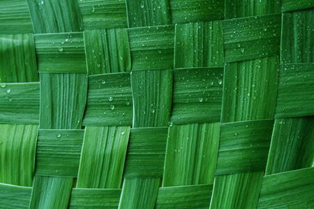 Green network leaf with rain dropletsの写真素材