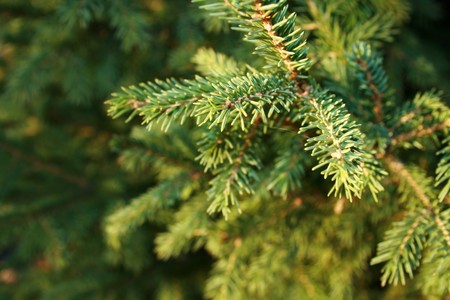 Closeup of evergreen branch. Plenty of copy space.