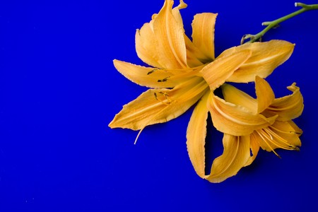 Excellent yellow flower is lily against the blue backgroundの写真素材
