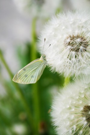 Alight butterfly. Meadow with dandelions in the spring.の写真素材