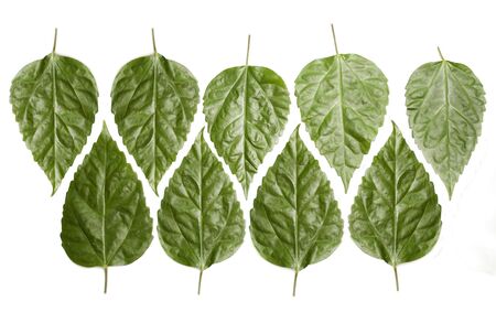 Ornament from green leaves against the white backgroundの写真素材