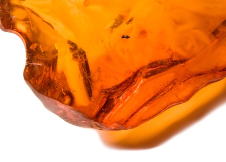Amber on white backgroundの写真素材