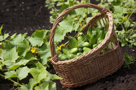 Harvest cucumbers in a basketの写真素材
