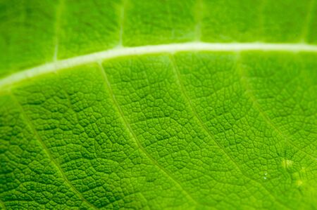 Green leaf texture