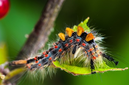 Caterpillar on red currant branchの写真素材