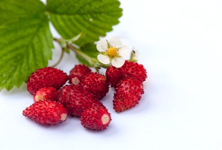 Strawberries berry on white background with natural shadow and flowersの写真素材