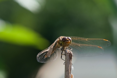 Dragonfly on a branch - macro photographyの写真素材