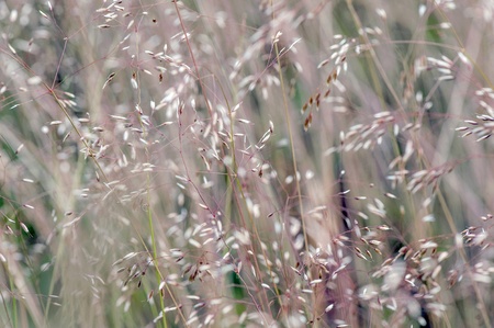 Summer fluffy grassの写真素材