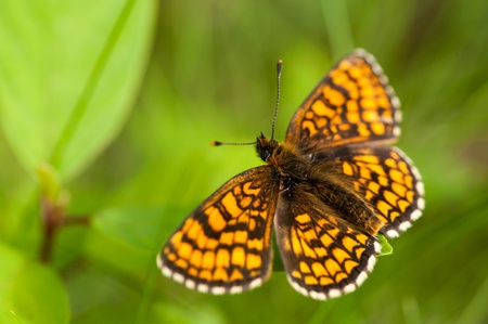 Butterflyの写真素材