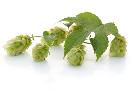 Hop isolated on white