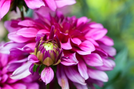 Blossoming of autumn aster flower in the gardenの写真素材