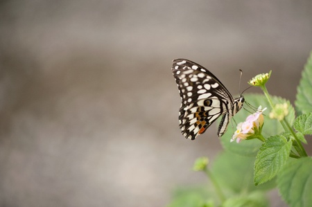 Butterfly on green leafの写真素材