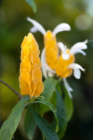 Acanthaceae Pachystachys luteaの写真素材