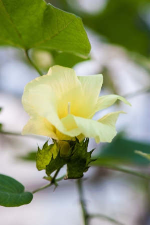 Malvaceae Gossypium Tomentosumの写真素材