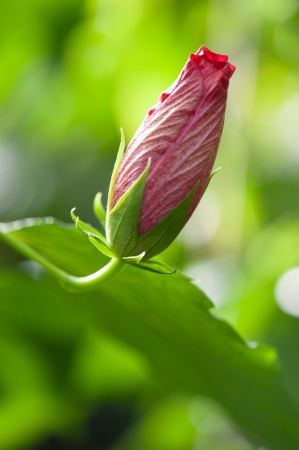 Hibiscus rosasinensis hybridの写真素材