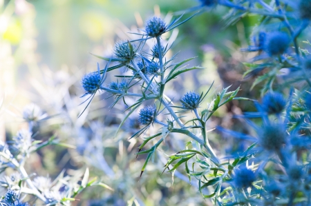 Green plantsの写真素材