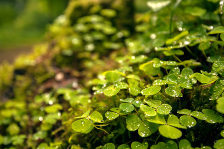 Green clover leafs in the forestの写真素材