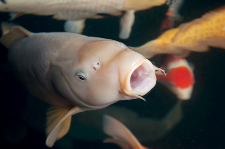 Different colorful koi fishes swimming in aquariumの写真素材