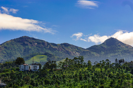 Plants and flowers in Munnar, Kerala, Idukki district, India