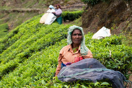 Women picking the tea at tea plantation around Munnar, tea estate hills in Kerala, Idukki district, Indiaのeditorial素材