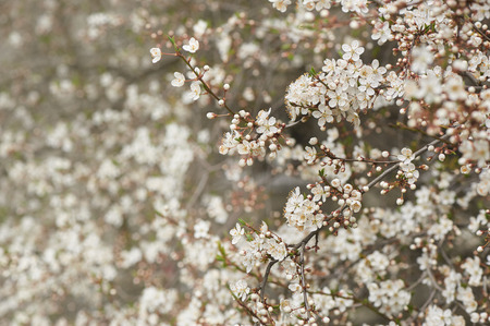 Blooming cherry tree in springの写真素材