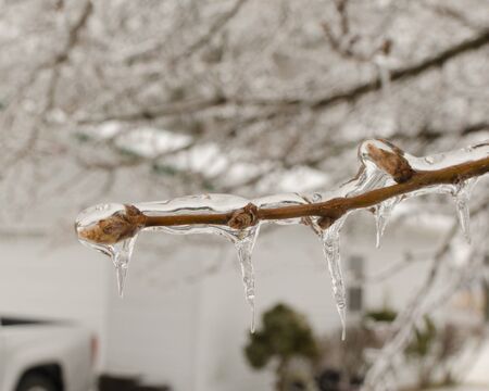 Icy Branchの写真素材