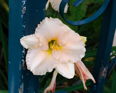 Tiny White Flowerの写真素材