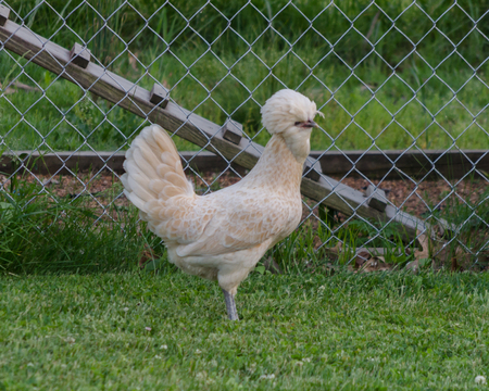 Polish Chickenの写真素材