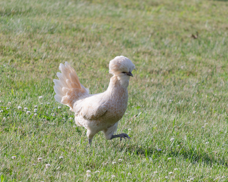 Polish Chickenの写真素材