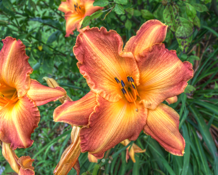 Tigerlilyの写真素材