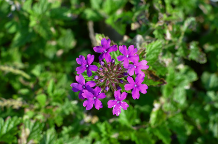 Tiny Purple Flowersの写真素材