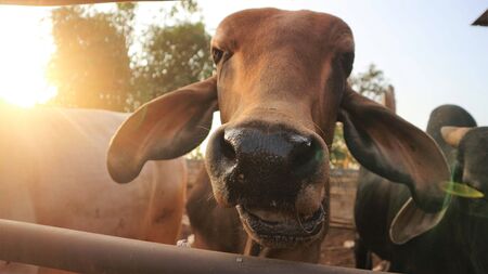 Thai buffalo standing in the fieldの写真素材