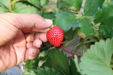 People picking strawberriesの写真素材