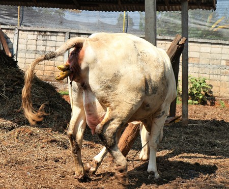 cow Give birthの写真素材