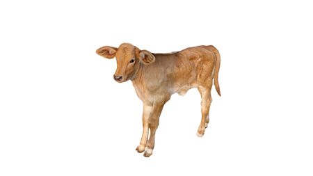 Cows Standing on a white backgroundの写真素材